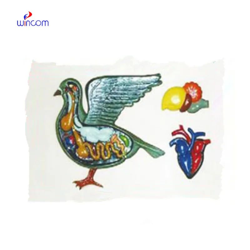 RELIEF MODEL OF DOMESTIC PIGEON ANATOMY LM1160-30