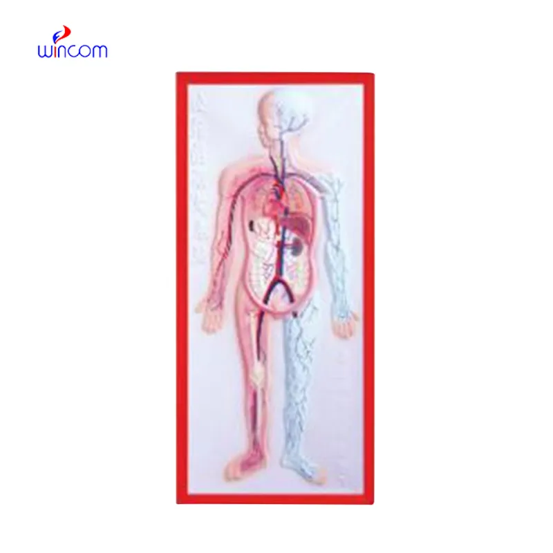 RELIEF MODEL OF CIRCULATION SYSTEM LM1160-5