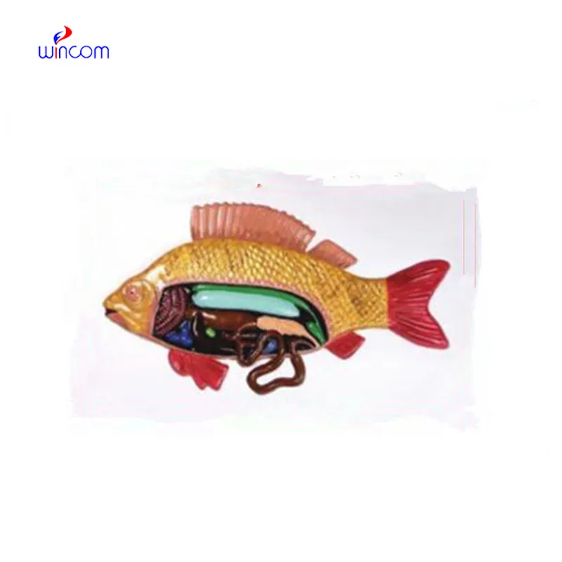 RELIEF MODEL OF FISH ANATOMY LM1160-28