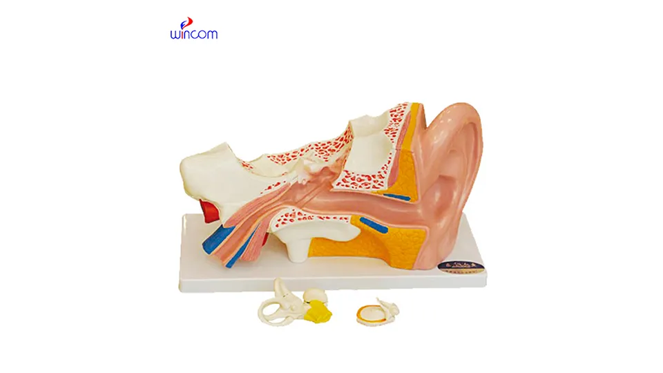 medical three-dimensional models