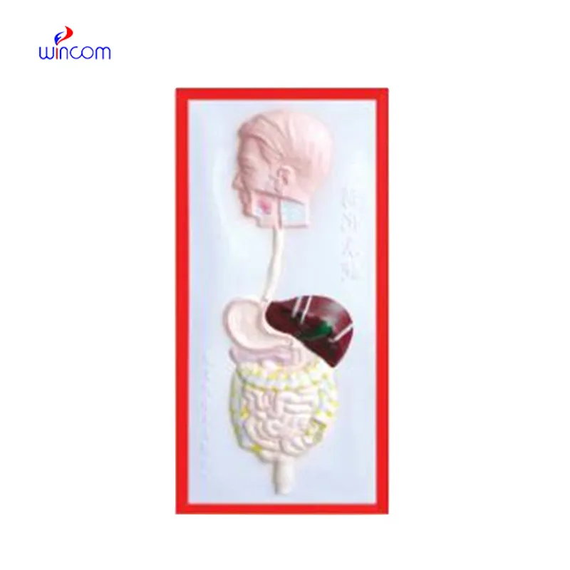 RELIEF MODEL OF DIGESTIVE SYSTEM LM1160-4