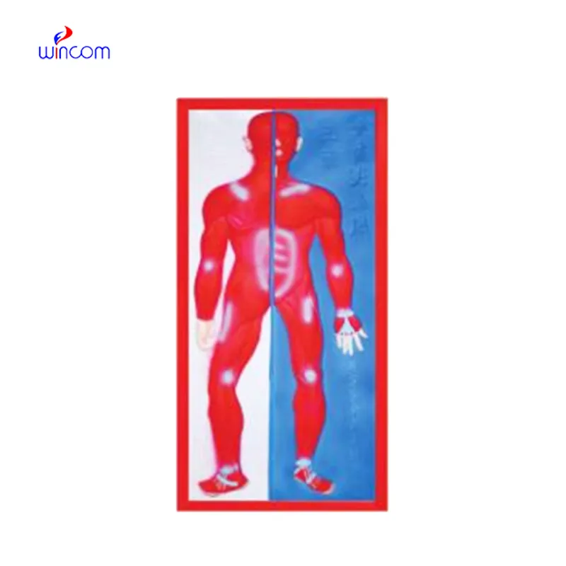 RELIEF MODEL OF MUSCULAR SYSTEM LM1160-2