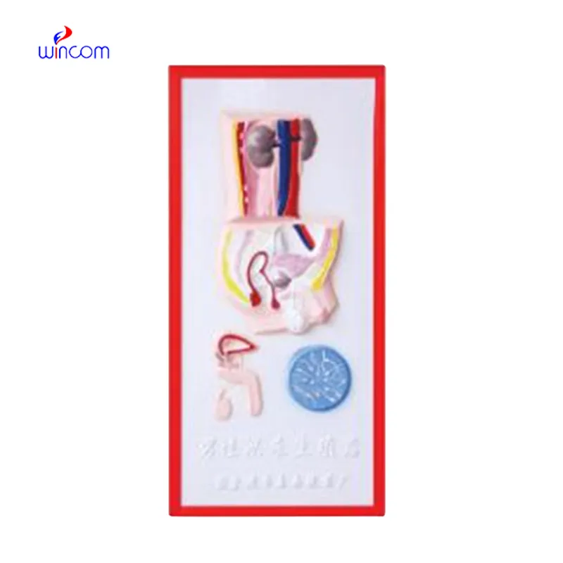RELIEF MODEL OF THE MALE ERINARY SYSTEM LM1160-8