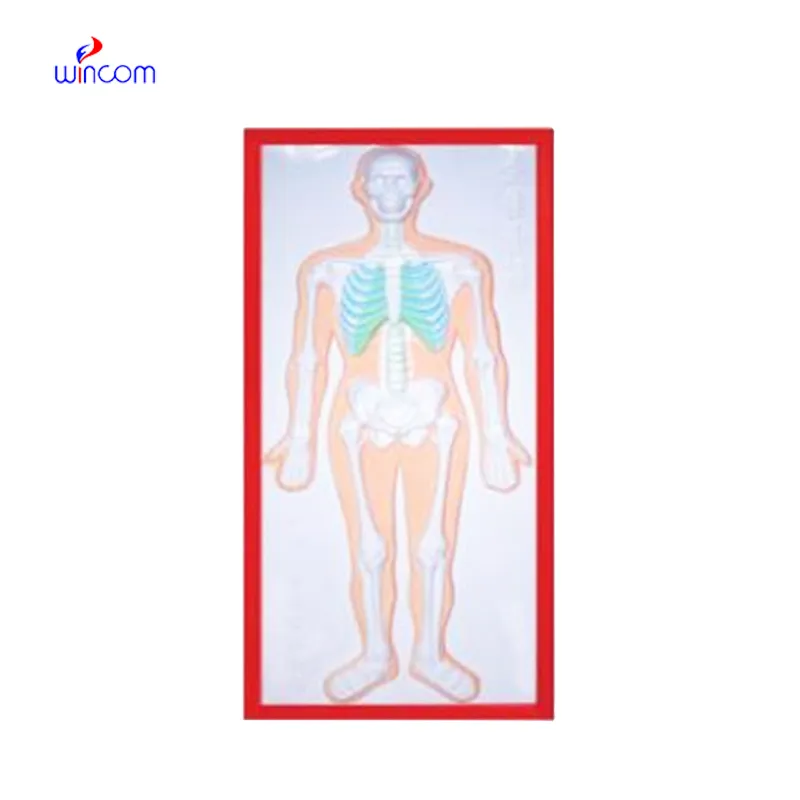 RELIEF MODEL OF SKELETON SYSTEM LM1160-1